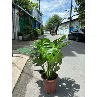 TRẦU BÀ LÁ XẺ MONSTERA ( CÂY THẬT) GIAO HOẢ TỐC- TRỒNG CÂY PHONG THUỶ TRONG NHÀ-LỌC KHÔNG KHÍ