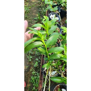 DÃ HẠC Mắt đỏ Hòa Bình