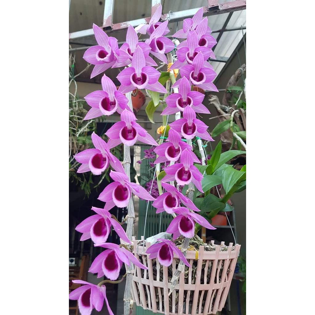 HOA LAN PHI ĐIỆP HÒA BÌNH