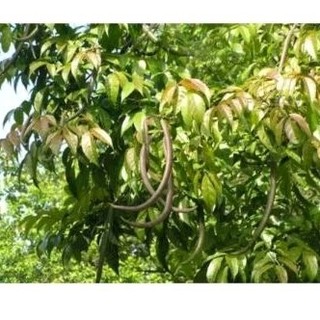 1kg cành lá quao, có đơn mới hái