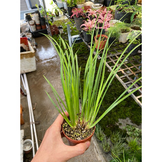 Thạch xương bồ, cỏ thơm