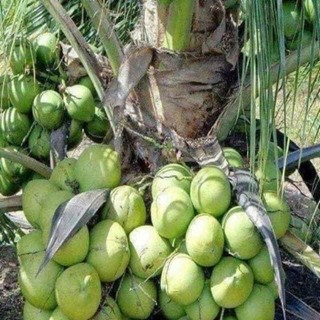 Cây giống dừa sáp lùn siêu quả