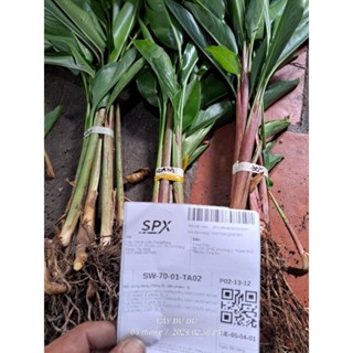  Combo 10 cây hoa Chuối mỏ két vàng đỏ và cam cây rễ trần 