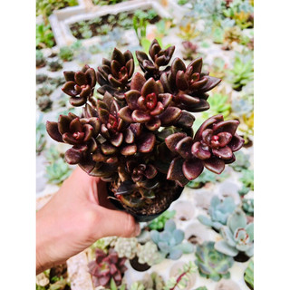 Sen đá đậu Đỏ size bầu gốc thụ đã thuần nắng mưa