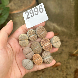 Combo 9 cây thạch lan size 1,8-2cm