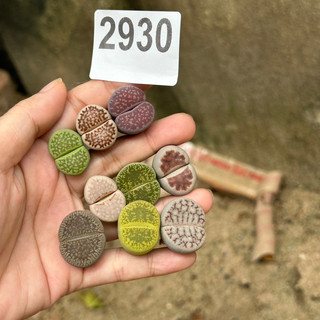 Combo 9 cây thạch lan size 1,8-2cm