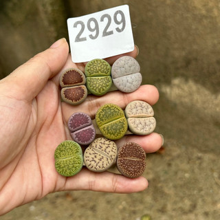 Combo 9 cây thạch lan size 1,8-2cm