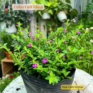 Cây Cẩm Tú Mai (cao 5 - 10cm) cây cảnh sân vườn