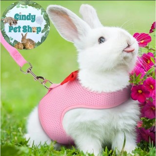 Bộ yếm và dây dắt cho Thỏ, Bọ, Sóc Bắc Mỹ, Nhím, Dumbo Rat...