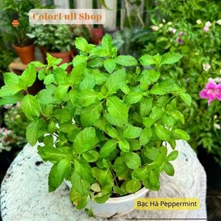Cây Bạc Hà Peppermint - Cây Gia Vị Âu, Cây Trưởng thành đã thu hoạch được, trồng trong chậu nhựa 15cm