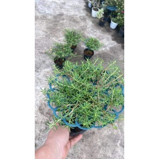 Giá đỡ tán hoa mười giờ (khung trồng mười giờ bonsai)
