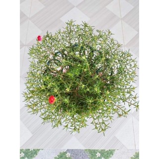 Giá đỡ tán hoa mười giờ (khung trồng mười giờ bonsai)