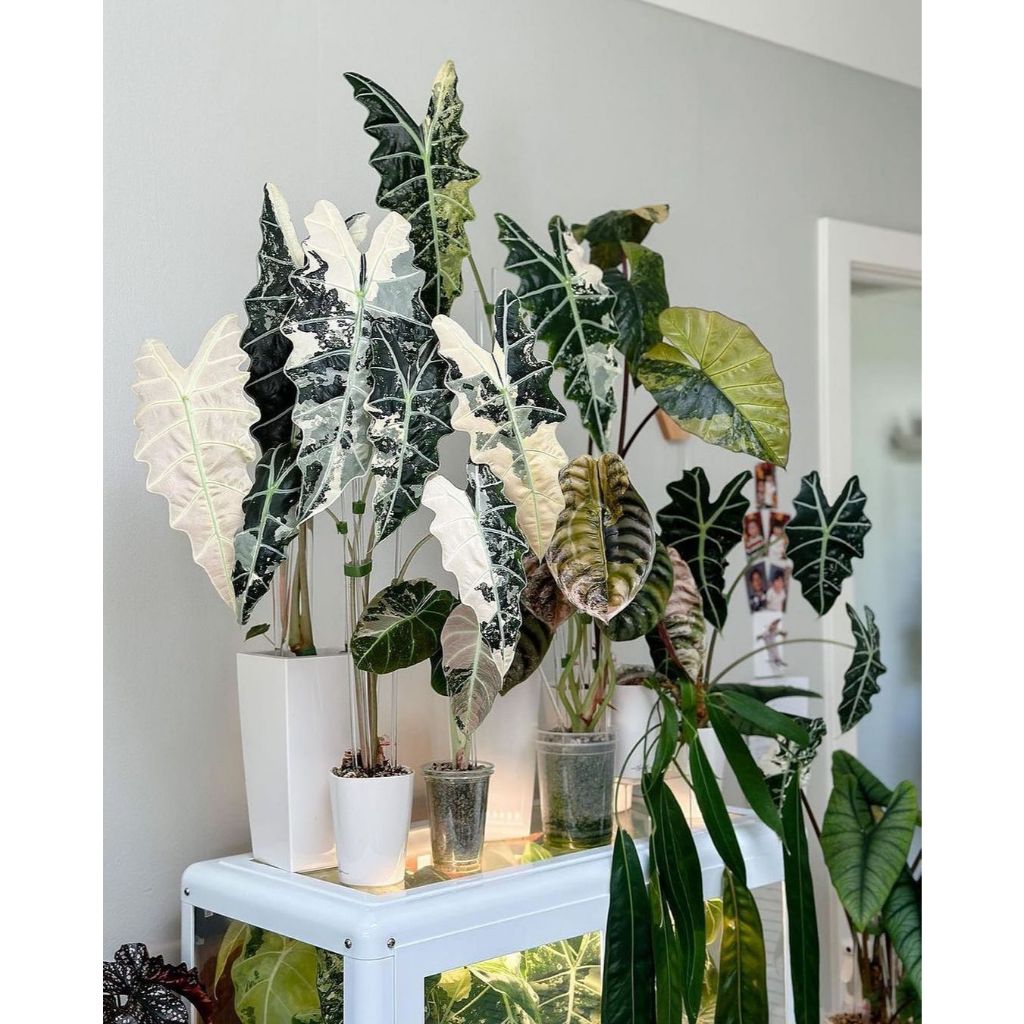 [HIẾM] Alocasia Polly var Pinkie - Môn quan âm var hồng - Cây giống hàng sưu tầm siêu hiếm