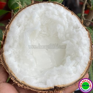 Dừa Sáp Bi Đặc (Trái 600gr800gr)