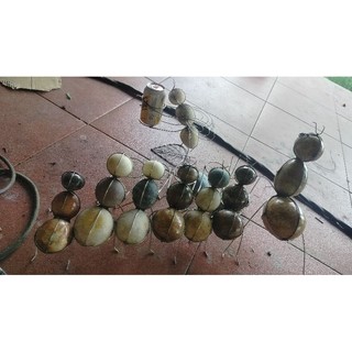 Kiến đá cuội. con kiến đá tranh trí