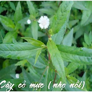 Hạt giống cây cỏ mực - cây nhọ nồi - gói 50 hạt