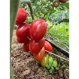 Hạt giống cà chua Cherry đỏ dài 100% nảy mầm
