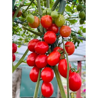 Hạt giống cà chua Cherry đỏ 100% nảy mầm
