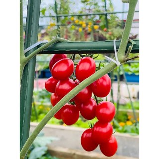 Hạt giống cà chua Cherry đỏ 100% nảy mầm