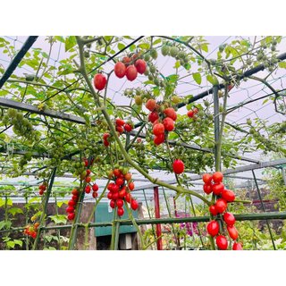 Hạt giống cà chua Cherry đỏ 100% nảy mầm