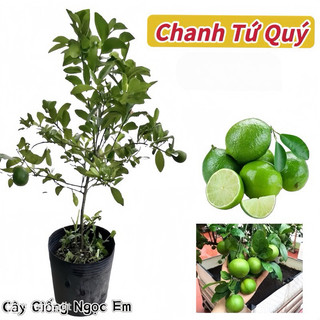 Cây chanh lùn tứ quý -siêu trái cao 85cm, chiết nhánh dễ trồng