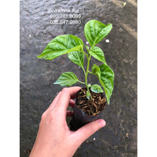 Cây ớt Carolina Reaper Red, ớt cay nhất thế giới
