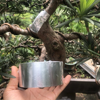 Băng keo liền sẹo cho cây HÀNG CHUẨN băng dính bạc liền sẹo cho cây keo liền da cây