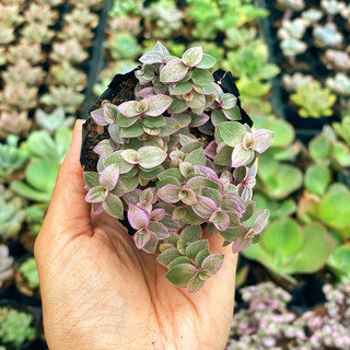 Sen đá pinklady size bầu 5cm hư 1 đổi 1