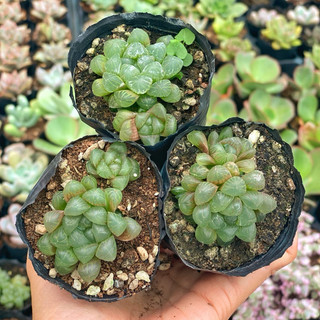 Sen đá kim cương haworthia cooperi size bầu 3-4 cm Hư 1 đổi 1