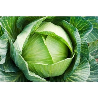 Hạt giống Bắp Cải Xanh 2g kích thước lớn dễ trồng dễ chăm sóc