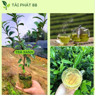 Cây trà xanh tân cương thái nguyên mua 10 tặng 3