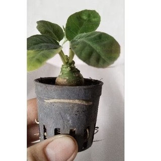 Cây Hoa Mặt Trời lá tròn và dài