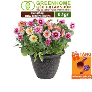 Hạt Giống Hoa Thược Dược Mix Greenhome, Gói 0.1gr, Sai Hoa, Màu Rực Rỡ, Dễ Trồng Quanh Năm H05
