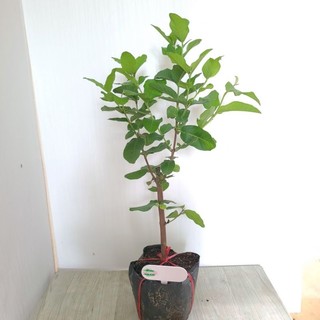 Cây giống Ổi Lê Đài Loan  💪gốc TO 1_1,2cm💪 🌳🌳có trái sau 2-4 tháng trồng🌳🌳
