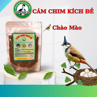 Cám kích đẻ chim chào mào