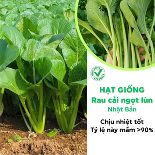 Hạt giống rau cải ngọt lùn Nhật Bản chịu nhiệt tỷ lệ nảy mầm cao