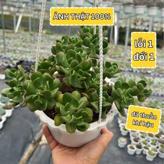 Sen đá cúc xanh đại size lớn 15-18cm kèm chậu giống mới lạ sen đá siêu hiếm, sen đá đà lạt đã thuần khí hậu lỗi 1 đổi 1