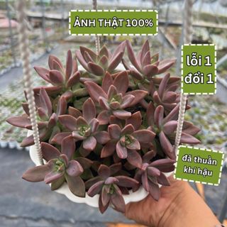 Sen Đá Đỏ Đại 15-18cm Kèm Chậu Treo Cây Sen Đá Giống Mới Siêu Hiếm Lên Màu Đẹp, Sen Đá Đã Thuần Khí Hậu Lỗi 1 ĐỔi 1