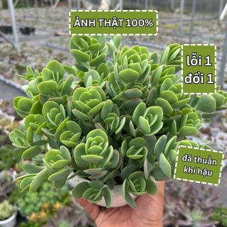 Sen đá sò xanh giống mới size đại 15-20cm kèm chậu hàng sen đá siêu hiếm màu đẹp, sen đá đã thuần khí hậu lỗi 1 đổi 1
