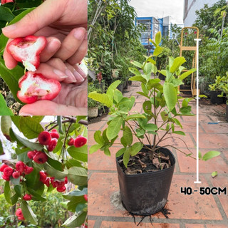 Cây giống mận hoàng yến chuẩn giống đủ tuổi cho trái trong chậu