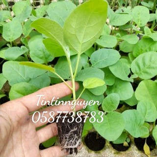 Cây giống cà pháo trắng muối chua, muối xổi. giao hỏa tốc. Vườn ở Tp Hcm