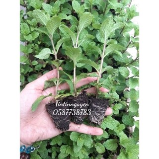 Cây giống rau gia vị húng lủi ( húng chũi) ươm vỉ như hình, giao hoả tốc tp Hcm