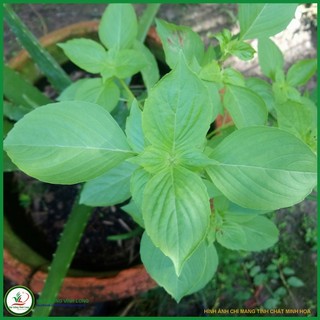Hạt giống rau Thơm sả (é trắng) - 20 hạt