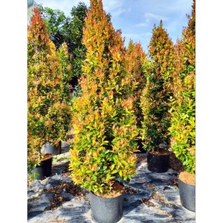 Cây giống hồng lộc