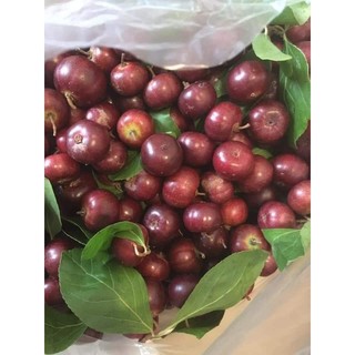Combo 5 cây mận quân ( bồ quân )