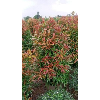 Cây giống hồng lộc