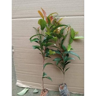 Cây giống hồng lộc