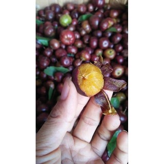 Combo 5 cây mận quân ( bồ quân )