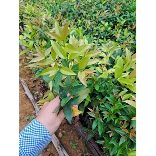 Cây giống hồng lộc