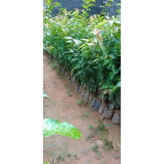Combo 5 cây mận quân